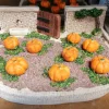 Champ de courges