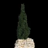 Cyprès