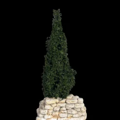 Cyprès