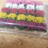 Parterres de fleurs