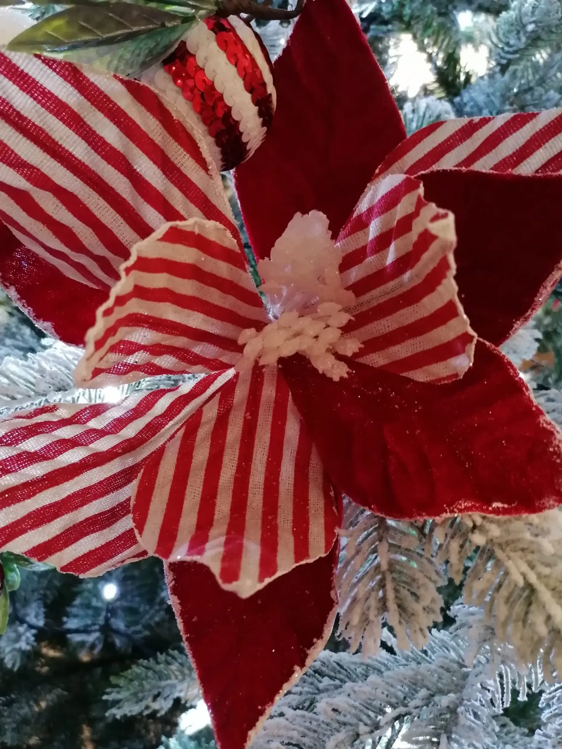 Poinsettia Rouge et blanc